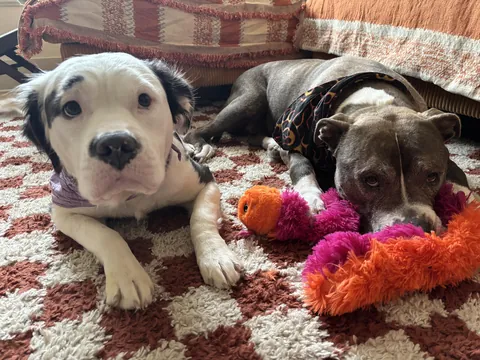 My American Bully mix has a rare gene that gave her long hair <3