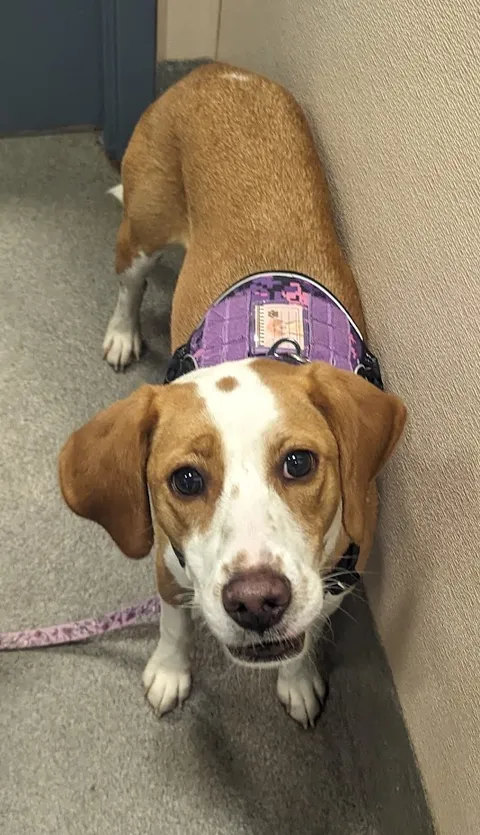 I'm told that harriers are rare in the US, so heres Molly. Shes super friendly 