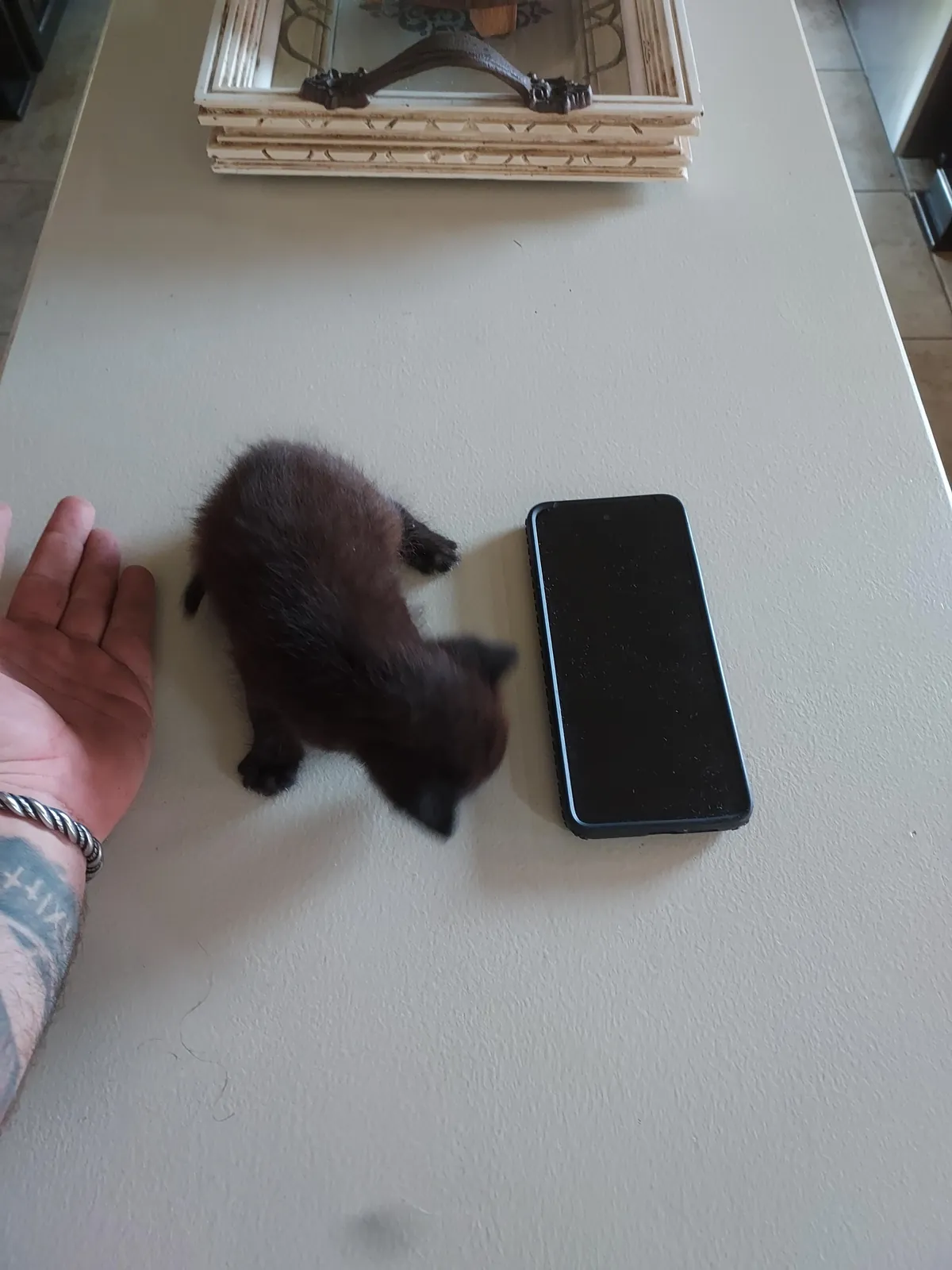 Void kitty I snatched from a job site after she was almost ran over.