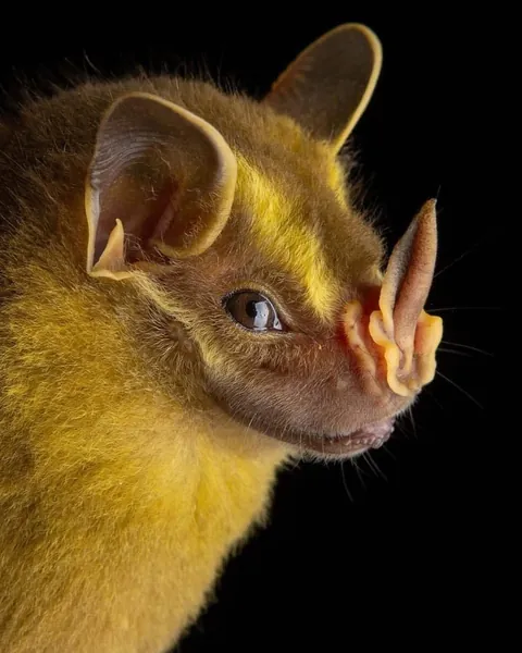 🔥Bats come in different sizes and shapes 🔥