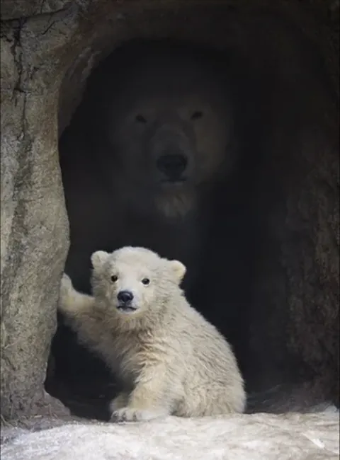 so cute it could kill you