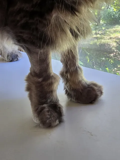 My cat went to the emergency vet (better now) and came home with "boots"