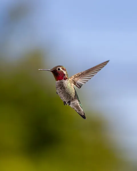 ITAP of an Anna's Hummingbird