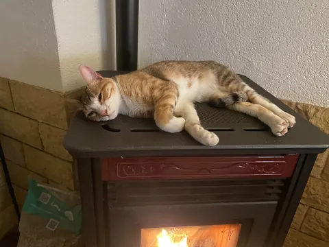 From the streets of Tunisia to the Alps, these two little rescued siblings finally found peace