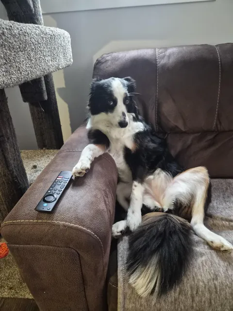 Found my mini like this, she's not allowed on the couch.