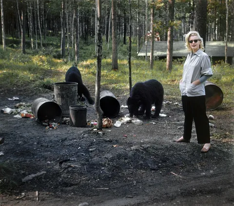 If your default mental photo of Marilyn Monroe is an over-saturated glamour shot of her with her mouth open, please take a moment to replace it with this one of her giving zero f***s about some bears eating garbage. (1953)