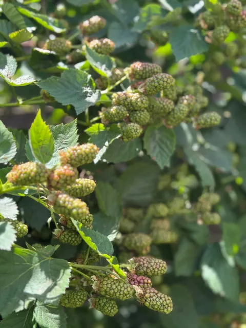 My blackberry harvest this season!