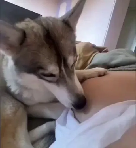 This video will make your day better. Watch the dog's reaction when he feels the baby kick 