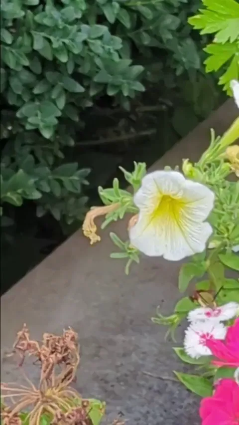 First time spotting a hummingbird moth! Looks like a flying crawfish🦐