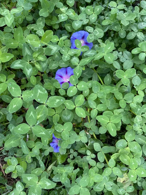 I love waking up to so many morning glories blooming every day. Idk why people don’t think this plant, it’s beautiful 😍