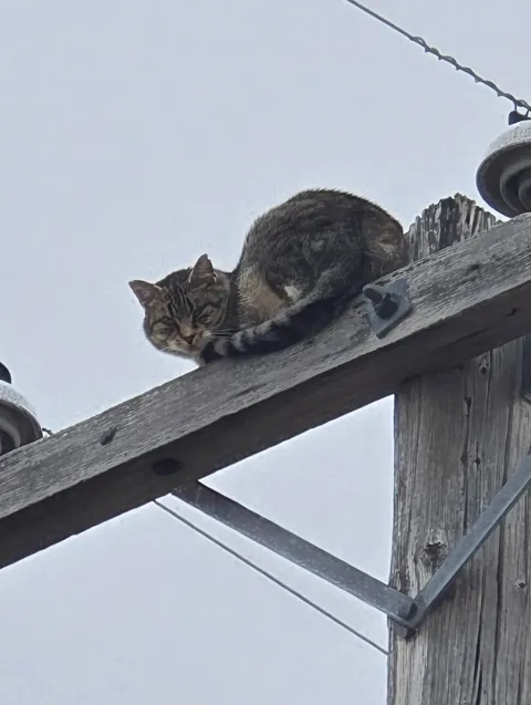 Cat stuck outside my home on a telephone poll, and northwest energy of Montana wont go and get him