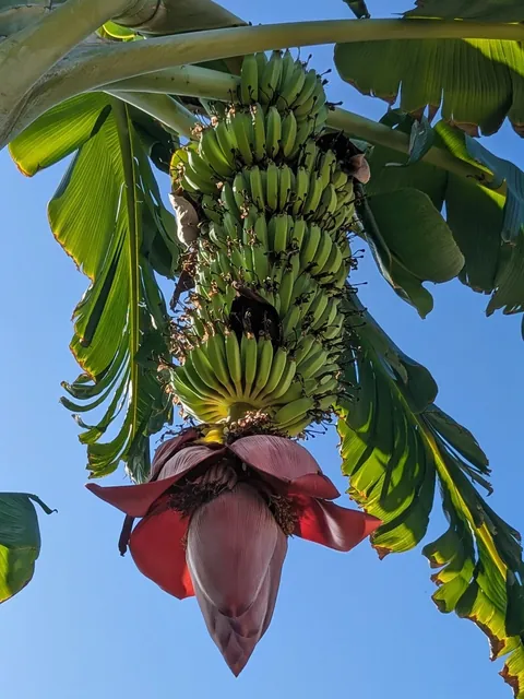 Huge Namwah banana bunch I grew in Woodland Hills, California