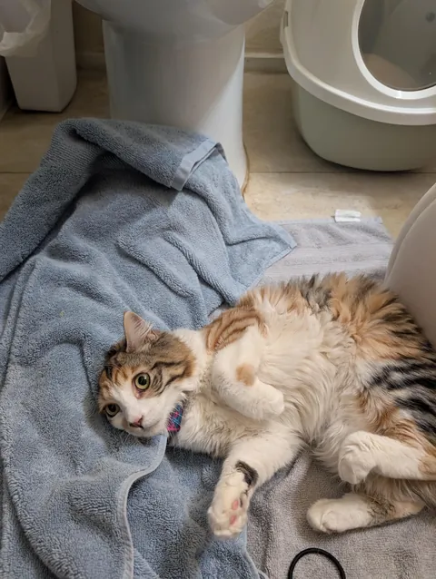 First cat at 30, I'm obsessed