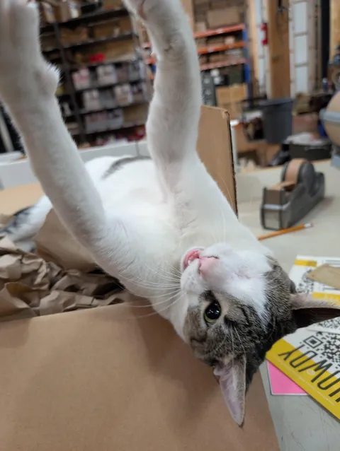 Garbage is our new printshop assistant