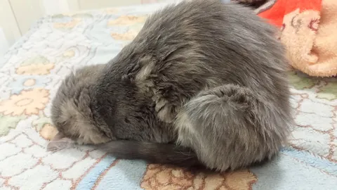 Why does my cat like to sleep like this?