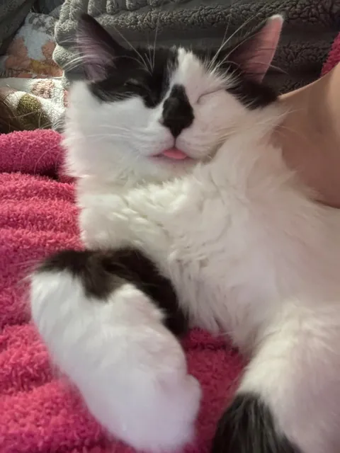 This is Dirtbag. We also call him Rudy. He just woke up after being neutered. He also just pissed all over himself. That’s my boy!!