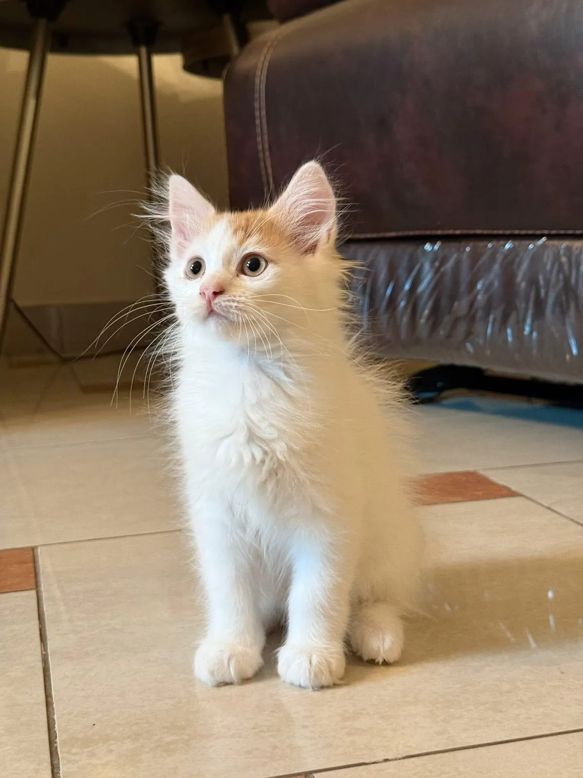 So I got this little guy and I kind of want to call him (Snow) but I need something better.