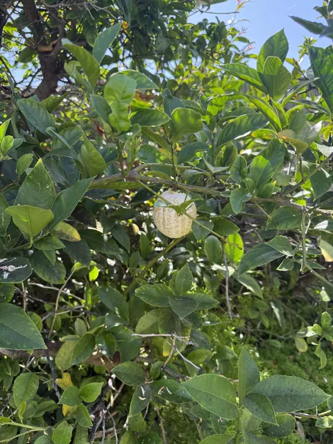 Something peeled my whole lemon on the tree without biting into it