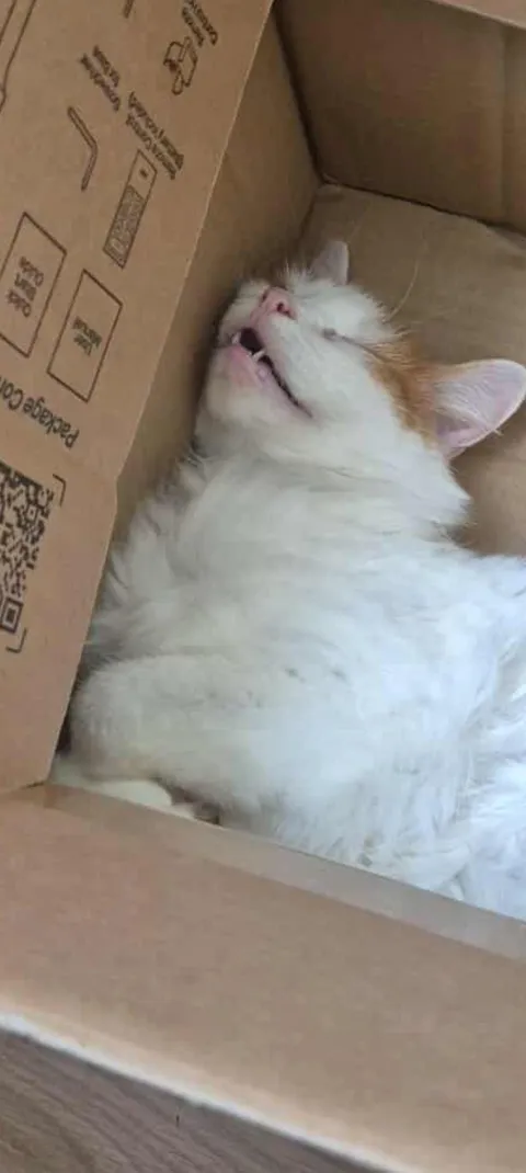 Enjoying her new box