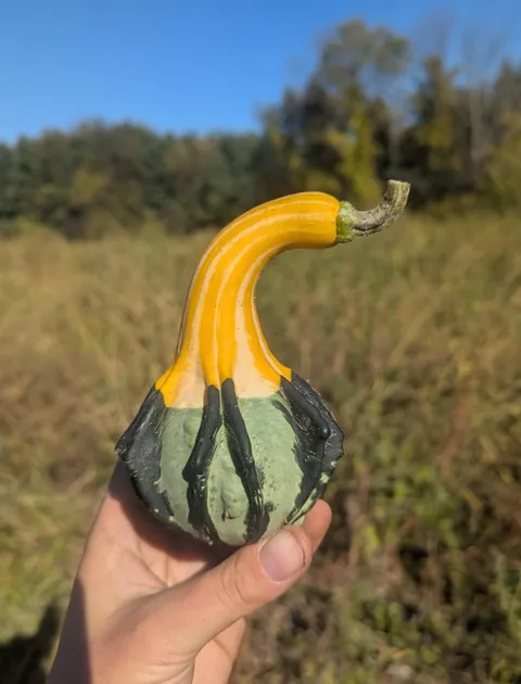 Some unique finds from the pumpkin fields at work this year!