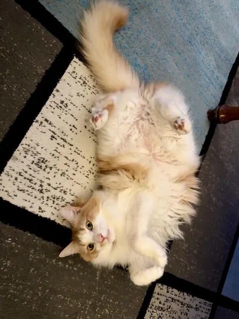 Poppy Loves Laying On His Back