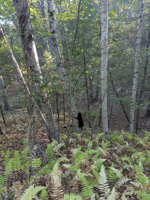 Black bear sighted on my property. How terrified should I be?