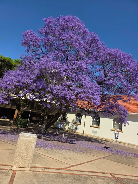 Jacarandas are here!