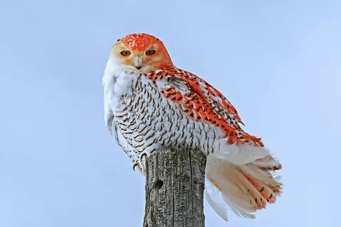 Snowy Owl With Orange feathers.