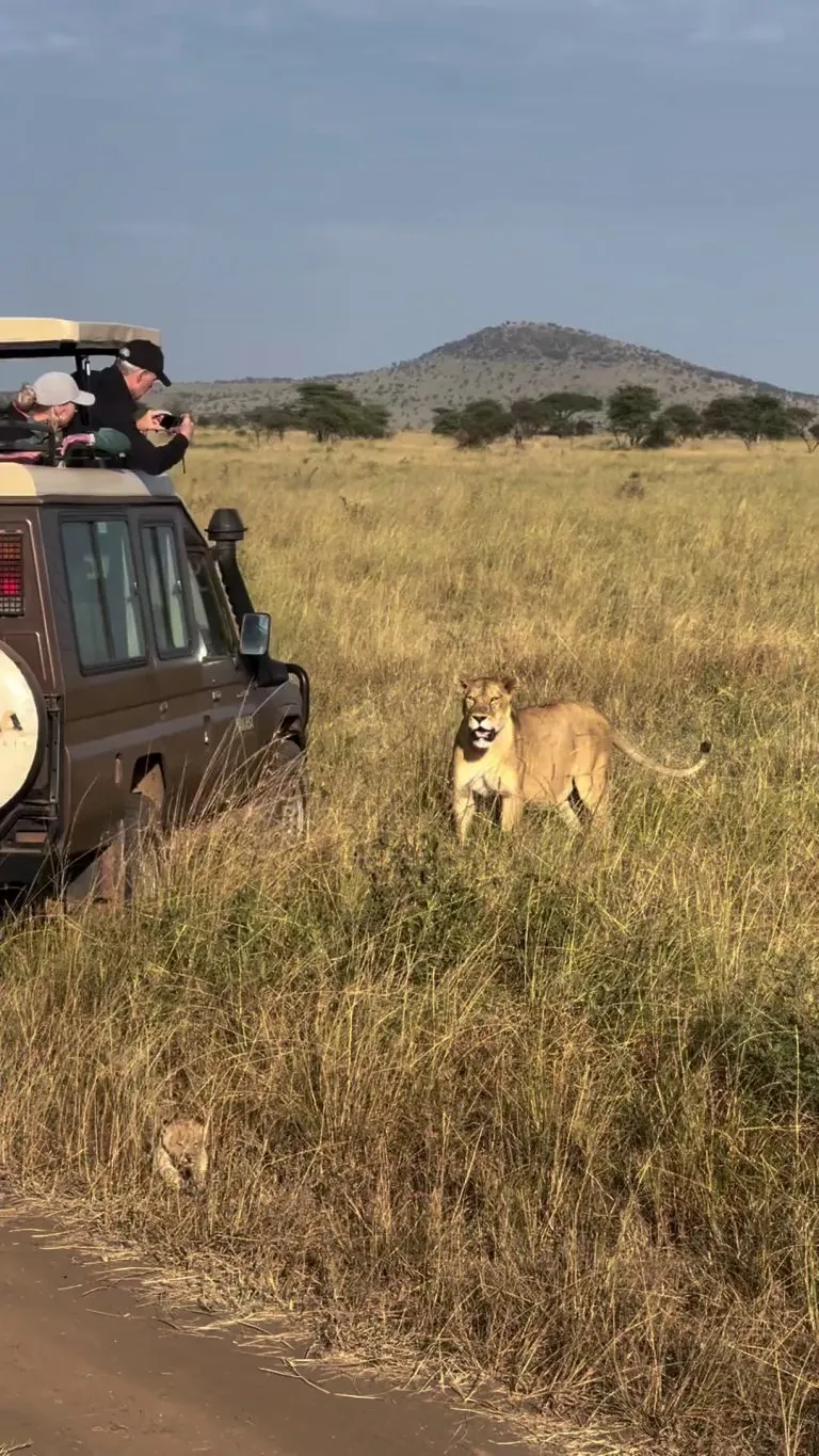 Lion cub shows off his best roar for a group of tourists.