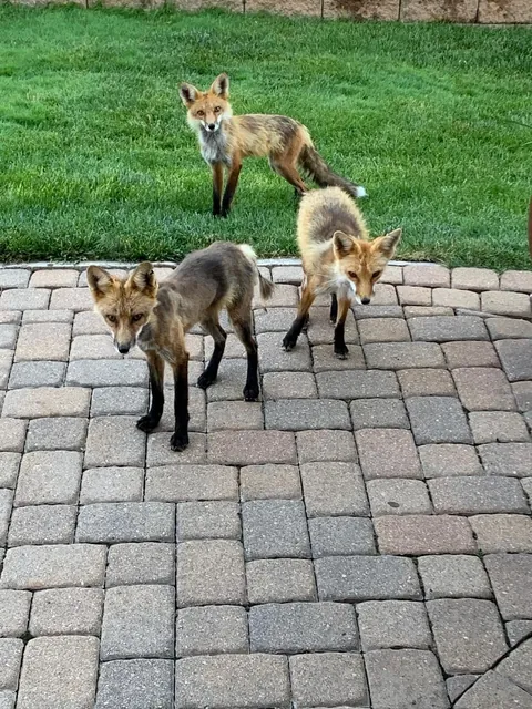 🔥These guys showed up in my yard one day. I took pic to vet as I thought they looked ill. Vet confirmed it was mange— which could kill them