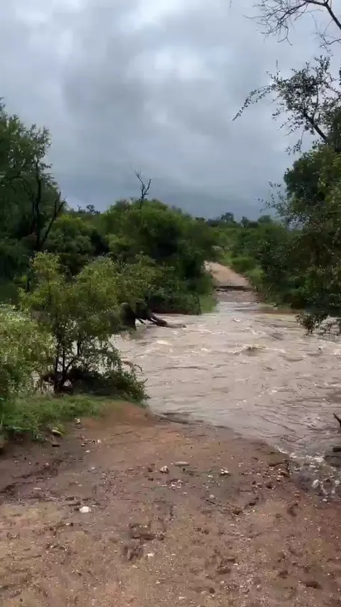 🔥 At the last moment, elephant mom managed to save her calf from being swept away by the swollen river in Kruger National Park
