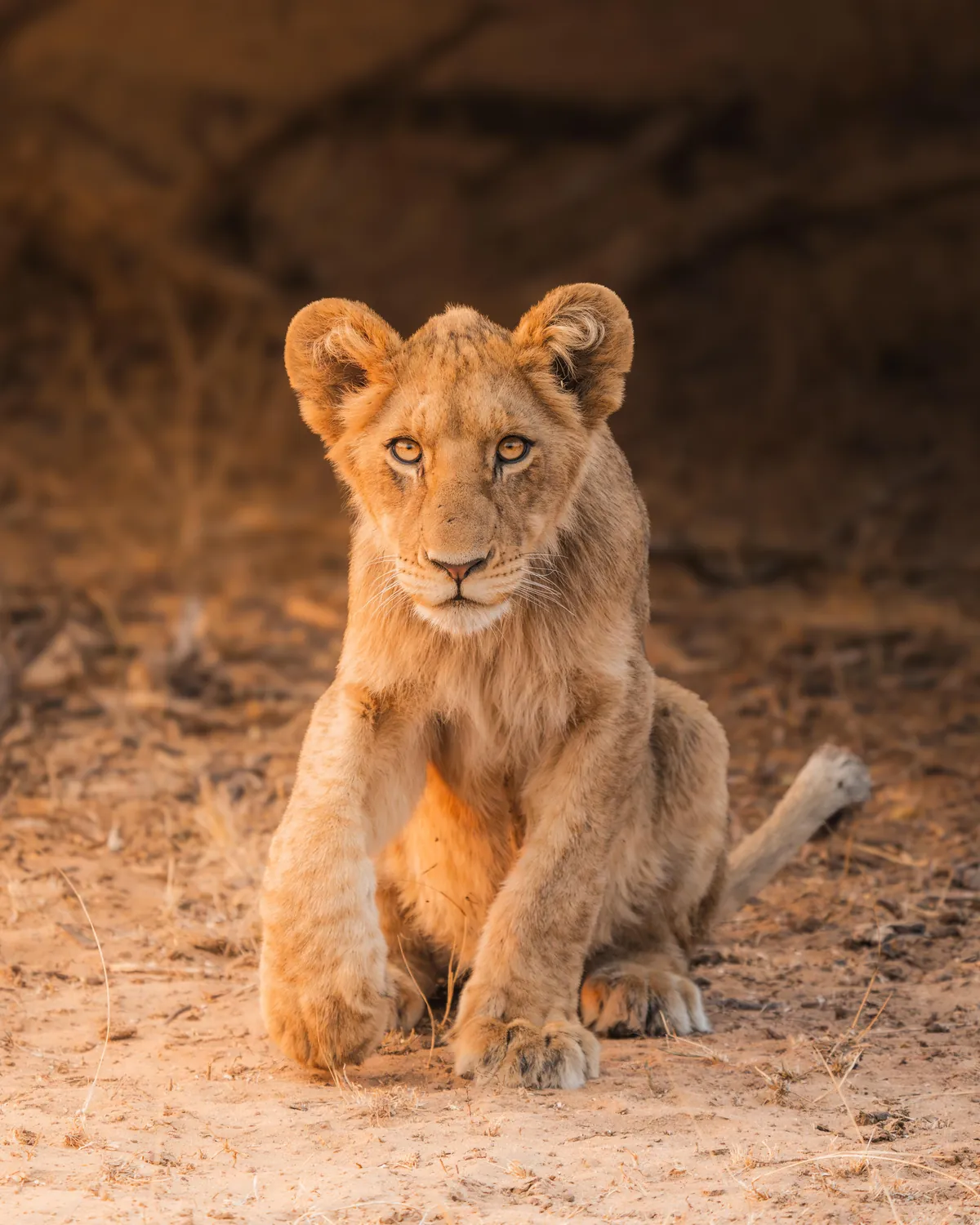 We spent a month in South Africa for our honeymoon. And we'd do it again. 