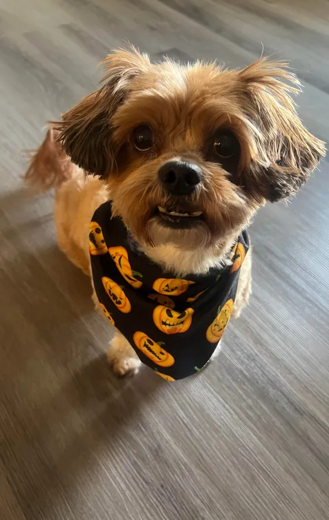 Before and after his grooming appointment 🧡