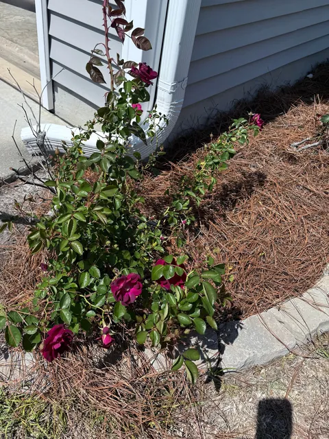 My knockout rose bush that’s had white roses for the past 7 years suddenly has red blooms. Any ideas as to why?