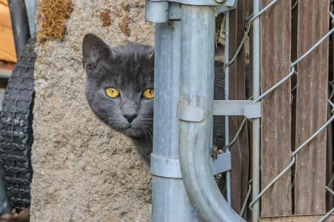 I was birding in my backyard, when I noticed I too was being watched