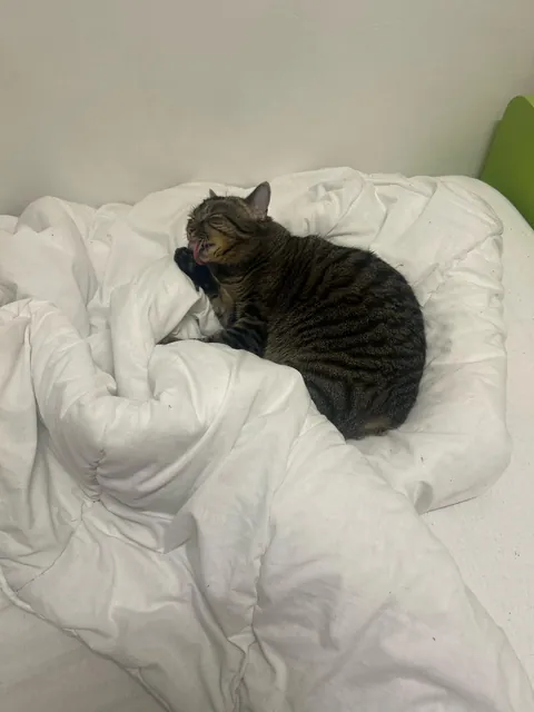 This is Albert.— My cat for 3 years.