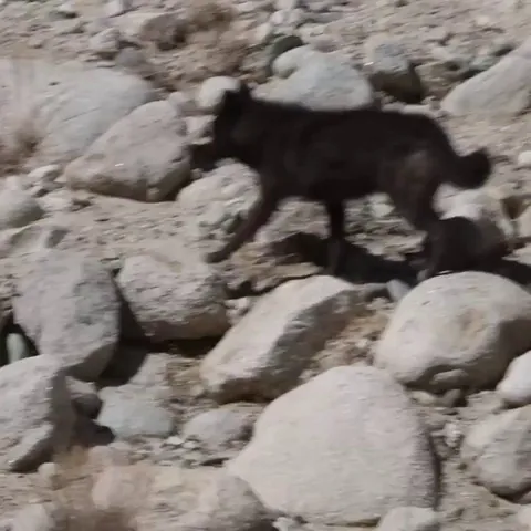 🔥 Rare Sighting in Ladakh, India - A pack of Himalayan Wolves including an extremely rare Black Wolf