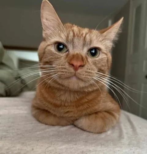 Tell me I'm handsome please 🥺