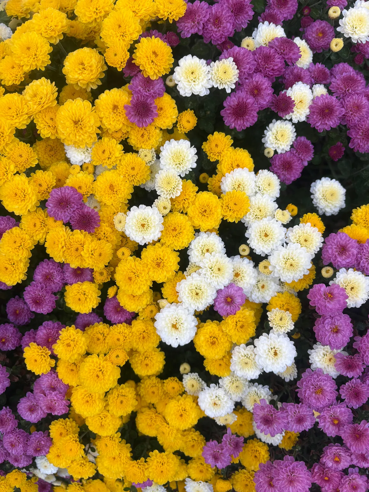 Planted mums in the ground last fall and they have quadrupled in size!!!