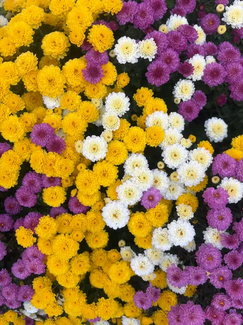 Planted mums in the ground last fall and they have quadrupled in size!!!