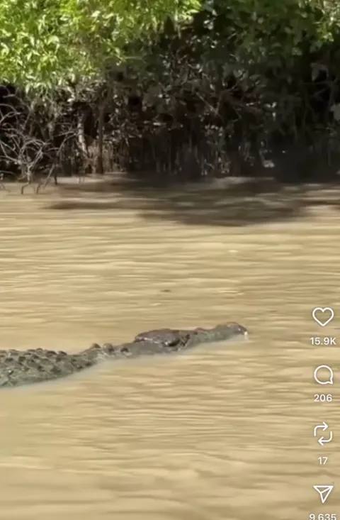 🔥a croc and a bull shark have words, in Australia of course.