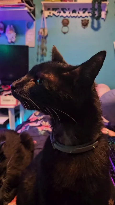 Opened the window and he started sniffin