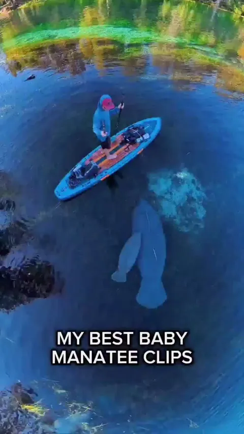 🔥 Baby manatees