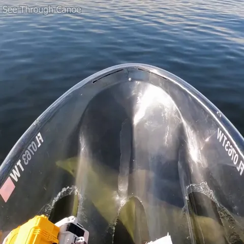 🔥 A curious dolphin escorting me through very shallow waters