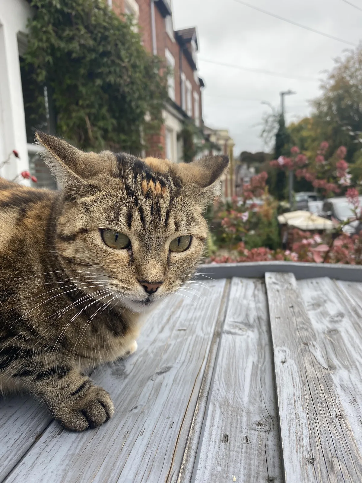 Cats usually don’t like me, but this one was really friendly