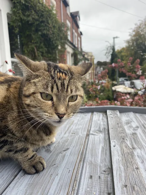 Cats usually don’t like me, but this one was really friendly