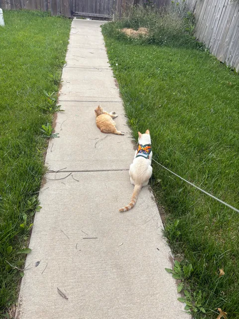 Took in a feral and now I'm caring for a litter of Kittens