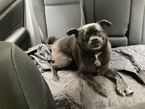 Kaiju fresh from the groomers putting them remaining teef on full blast.