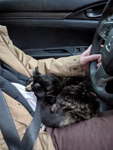 New to cat ownership, is this normal?