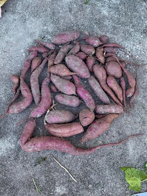 Purple Sweet Potato Harvest!